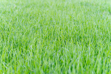 Fototapeta premium Grass close-up. Background of a solid green high lawn. Grass texture. Horizontal frame. Blurred foreground.