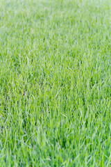 Grass close-up. Background of a solid green high lawn. Grass texture. Vertical frame. Blurred foreground.