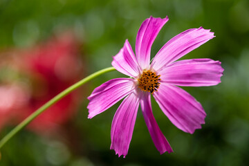Obraz premium Pink kosmeya on a flower bed on a sunny day