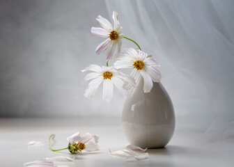 Bouquet of cosmea in a white vase on a light background