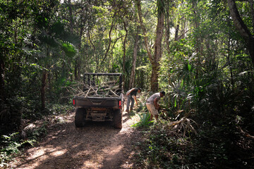 Workers collecting dry tree branches in dense forest