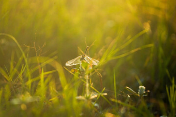 grass and dragonfly
