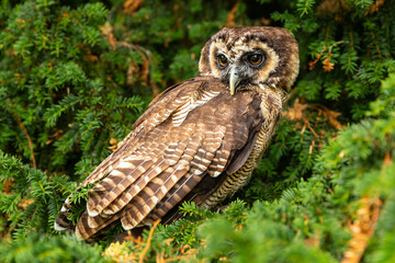 Close up of a brown Asian Wood Owl sat  watching from a green Yew tree with large brown eyes.  Scientific name: Strix Leptogrammica, Horizontal.  Copy space.