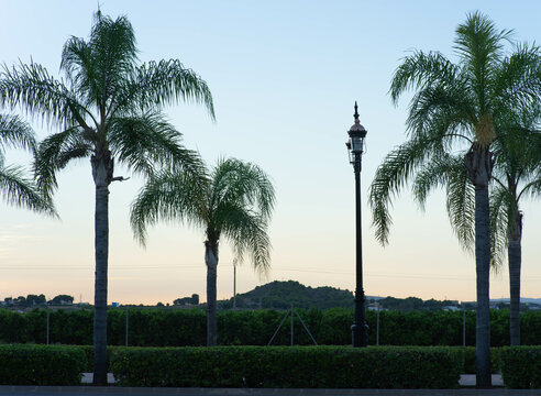 Paseo Con Farola Y Palmeras