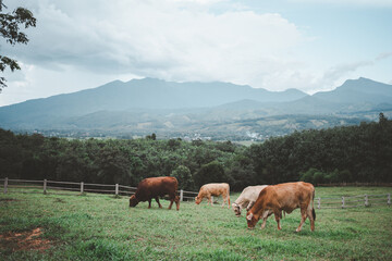Farm cows are grazing in the green fields. with a beautiful mountain backdrop Agriculture and...