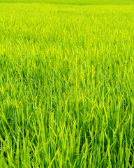 Green paddy field during sunrise.