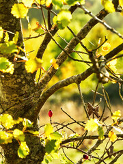 A single rich, red rose hip in bright sunlight, framed by the branches and autumnal leaves of a tree, against a defocused background.