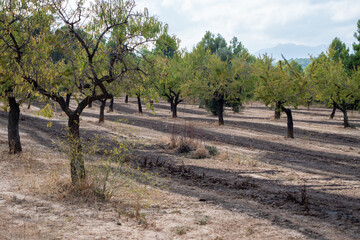 Fototapeta premium manure in the field, ecological agricultural concept