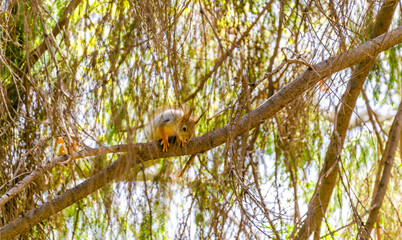 A squirrel sits on a tree on a summer day.