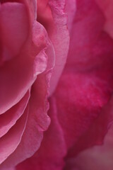 Closeup Pink Flower Petals