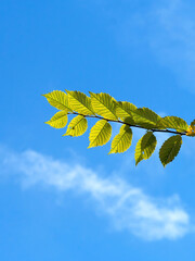 Strong autumn sunlight shines through the leaves of an isolated beech branch, which echos the form of a wispy cloud in the otherwise bright blue sky.