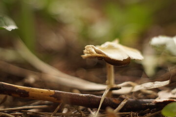 mushroom in the forest