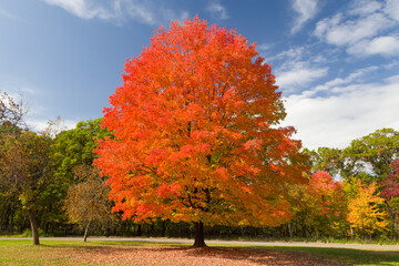 Autumnal Sugar Maple Tree at Willow River State Park - 536104776