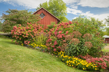 Red Hydrangea Garden With Red Barn Backdrop - 536105381