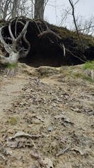 The shelter in the roots of the tree