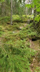 A Finnish forest in the summer time blueberry time
