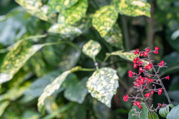 小さいながらも存在感のある赤いツボサンゴの花（6月の秋葉原）