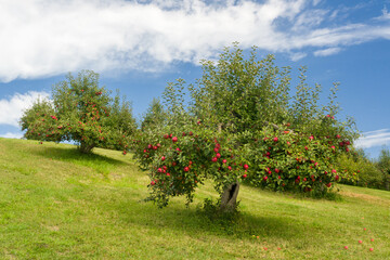 Apple Orchard in Rural Minnesota - 536105749