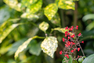 初夏の秋葉原、大きな葉っぱの片隅で存在感のあるツボサンゴの赤い花