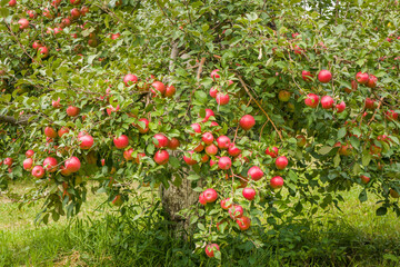 Apple Orchard in Rural Minnesota - 536105909