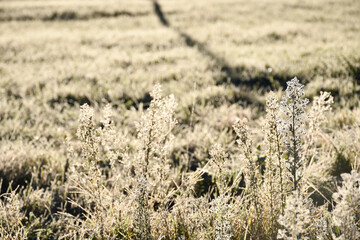 frosted grass in a field