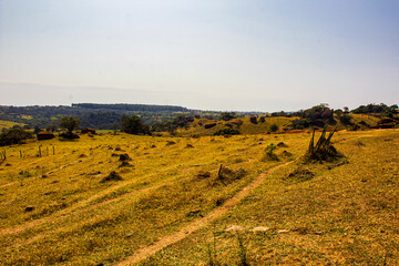 Obraz premium Fazenda São Pedro IMG_0006