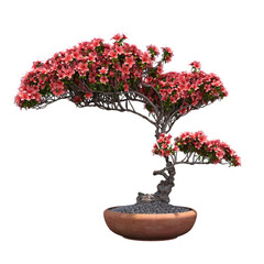 decorative bonsai tree isolated on a transparent background, 3D illustration, cg render