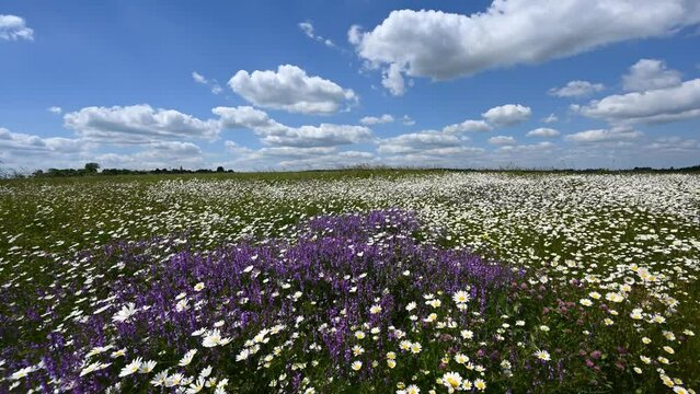 field of flowers and blue sky - timelapse