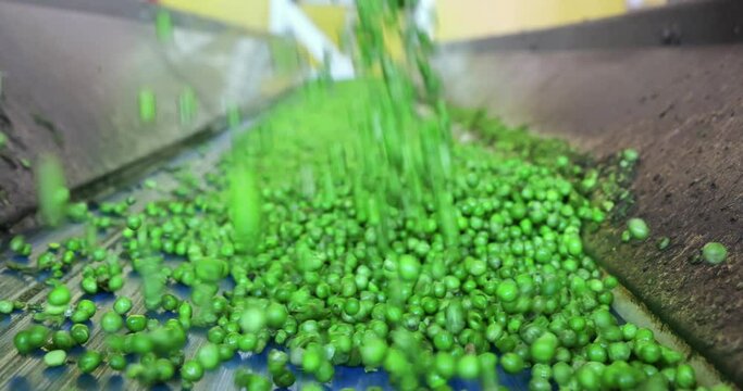 Industrial production of peas in food processing plant. Transport peas grain on a conveyor for processing in food factory, slow motion