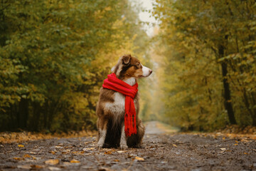 Australian Shepherd red tricolor wrapped up in warm knitted red scarf and sits on trail in woods in...