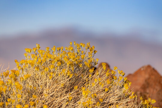 Yellow Bush