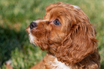 Fototapeta premium Good Boy