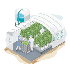 cannabis ruderalis plants organic weed herb plant factory system farming science lab for medicine isometric - obrazy, fototapety, plakaty