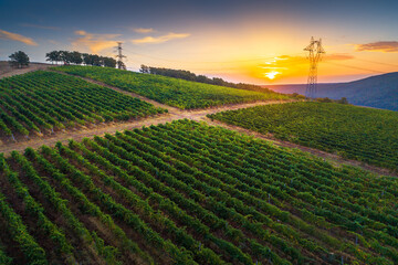Fototapeta na wymiar Vineyard agricultural fields in the countryside, beautiful aerial landscape during sunrise.