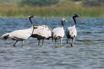 Demoiselle cranes at river. Crane bird. Group of birds at river. Group of cranes. Beautiful bird wallpaper. Bird in nature. Grus virgo. 