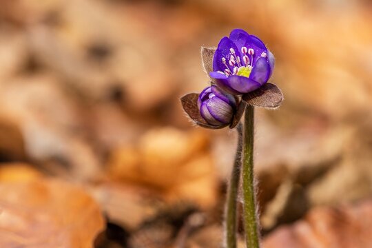 Close up image of the common hepatica, fresh blue flowers growing in the woodland on a springtime. Dry orange and brown leaves in the background.