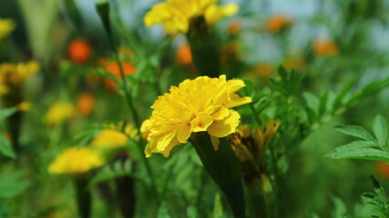 yellow flowers