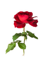 close-up of fresh red rose with leaves isolated on black, soft-focus background