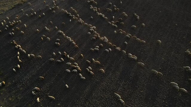 Sheeps on a Flock Farm