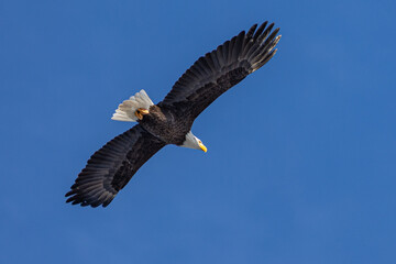 Bald Eagle Flight 4