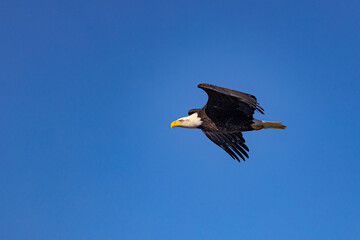 Bald Eagle Flight 2