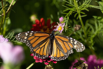 Wings Open