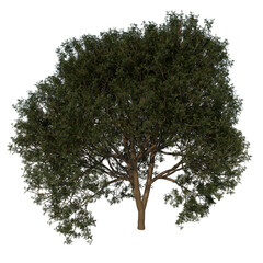 Front view tree ( Mahogany Caoba 3 ) png