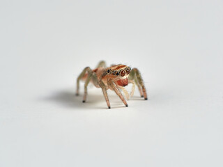 Small insolated jumping spider. Genus Icius 