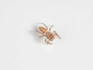 Small insolated jumping spider. Genus Icius 