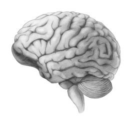 Human Brain Hand-drawn Medical Illustration Isolated on White with Clipping Path