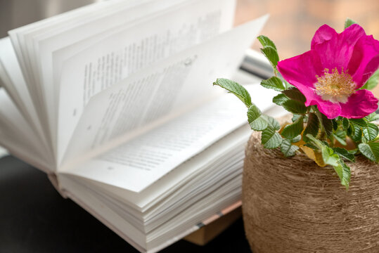 Blooming flower of wild rose in vase standing near open book