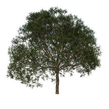 Front view tree (Young mahogany Caoba 3) png
