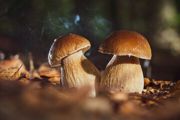 Fototapeta premium Cep is also known as cèpes or porcini. It is an edible mushroom and a real delicacy.