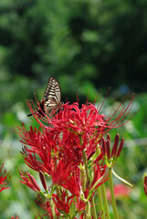 鳥, 自然, 野生生物, 動物, カワセミ, くちばし, 水, ウィルト, 緑, アシ, ハチドリ, 青, 羽, 羽, 羽, 黄色, ブランチ, カラフル, マーシュ,翡翠,カワセミ,日本